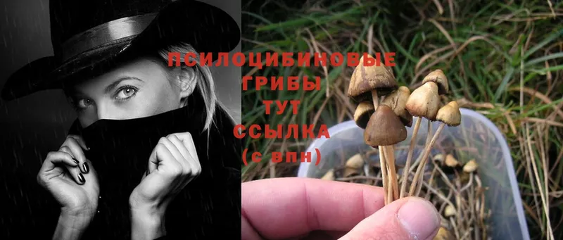 Галлюциногенные грибы Psilocybine cubensis  Ипатово 